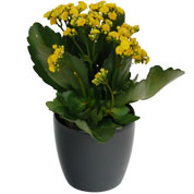 Kalanchoe yellow + Anthracite Cachepot